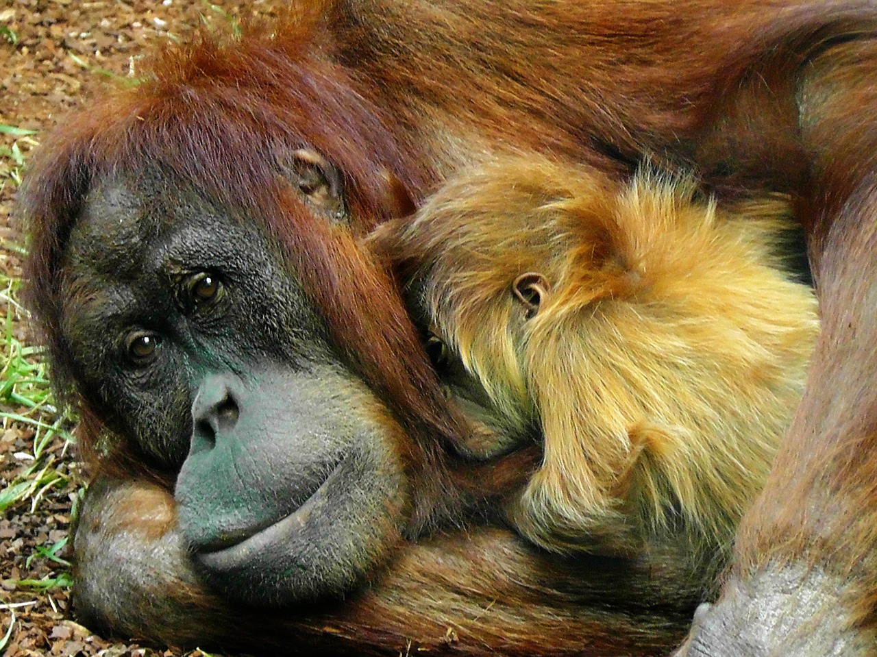 Orangutanas, Beždžionė, Ape, Primatas, Gyvūnas, Laukinė Gamta, Laukiniai, Zoologija, Žinduolis, Rūšis