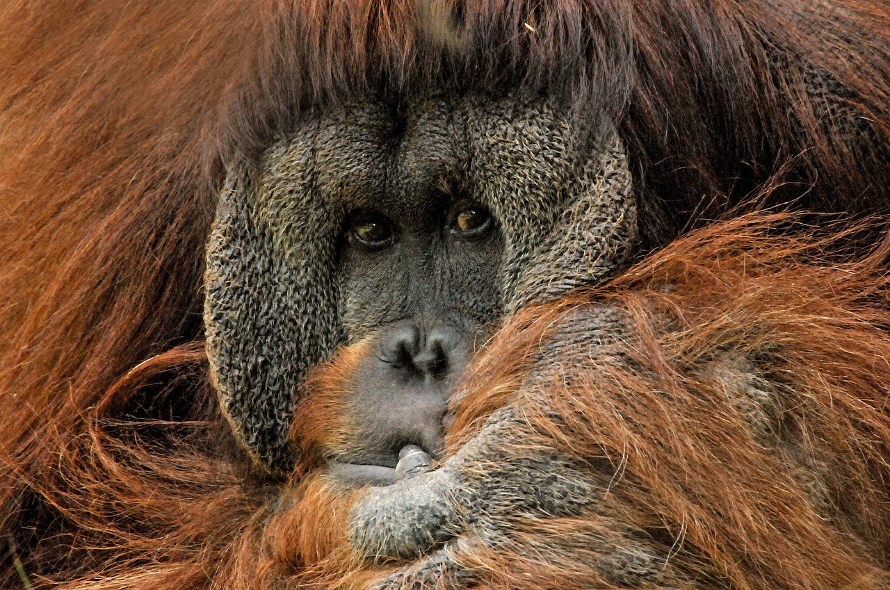 Orangutanas, Ape, Beždžionė, Primatas, Zoologijos Sodas, Veidas, Išraiška, Žinduolis, Gyvūnas, Nemokamos Nuotraukos