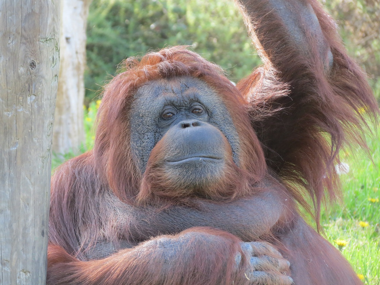 Orangutanas, Beždžionė, Zoologijos Sodas, Nemokamos Nuotraukos,  Nemokama Licenzija