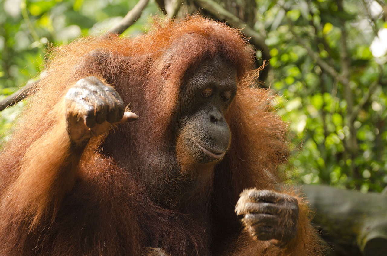 Orangutanas, Ape, Singapūro Zoologijos Sode, Laukiniai, Laukinė Gamta, Gyvūnas, Primatas, Nemokamos Nuotraukos,  Nemokama Licenzija