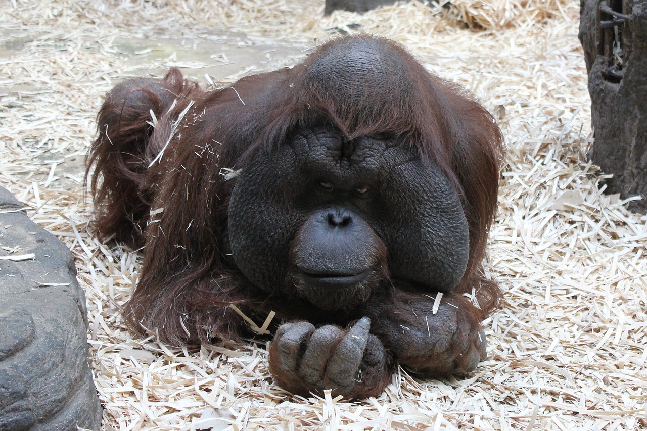 Orangutanas,  Beždžionė,  Maskvos Zoologijos Sode, Nemokamos Nuotraukos,  Nemokama Licenzija