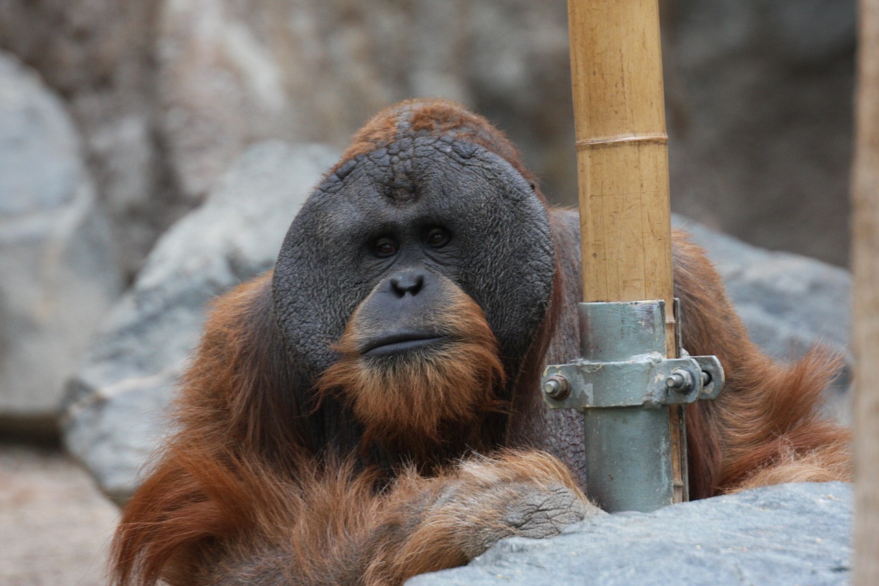 Orangutanas, Beždžionė, Zoologijos Sodas, Hagenbeck, Nemokamos Nuotraukos,  Nemokama Licenzija