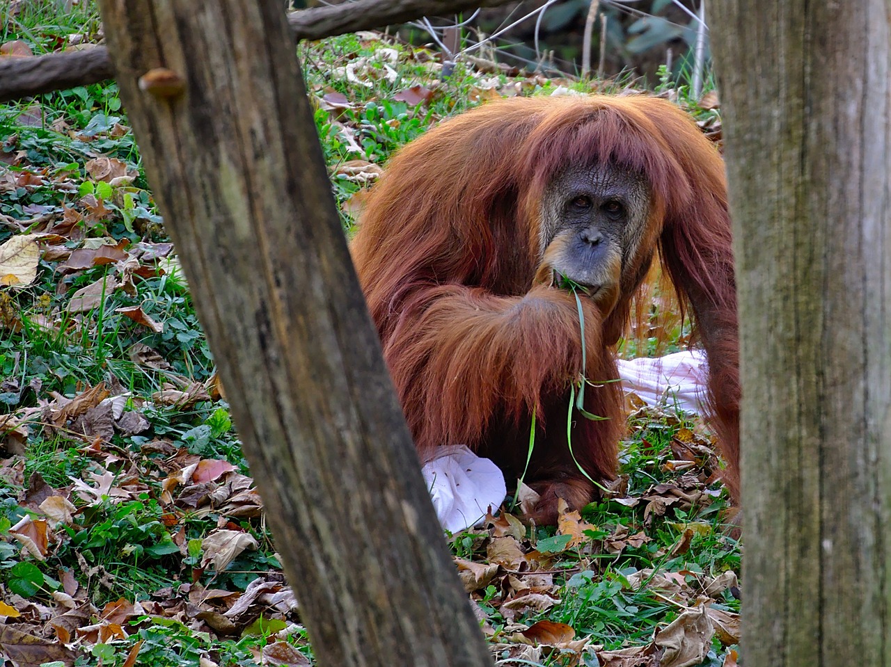 Orangutangas, Primatas, Ape, Orangutanas, Laukinė Gamta, Gamta, Gaubtas, Zoologijos Sodas, Mielas, Gyvūnas