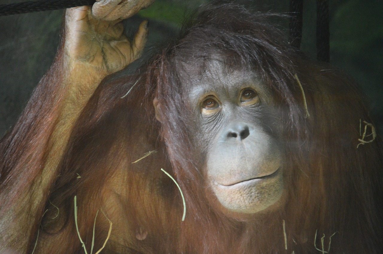 Orangutanas,  Beždžionė,  Zoologijos Sodas,  Gyvūnas,  Džiunglės,  Atogrąžų Miškai,  Veidas,  Nykstantis,  Mielas,  Žinduolis