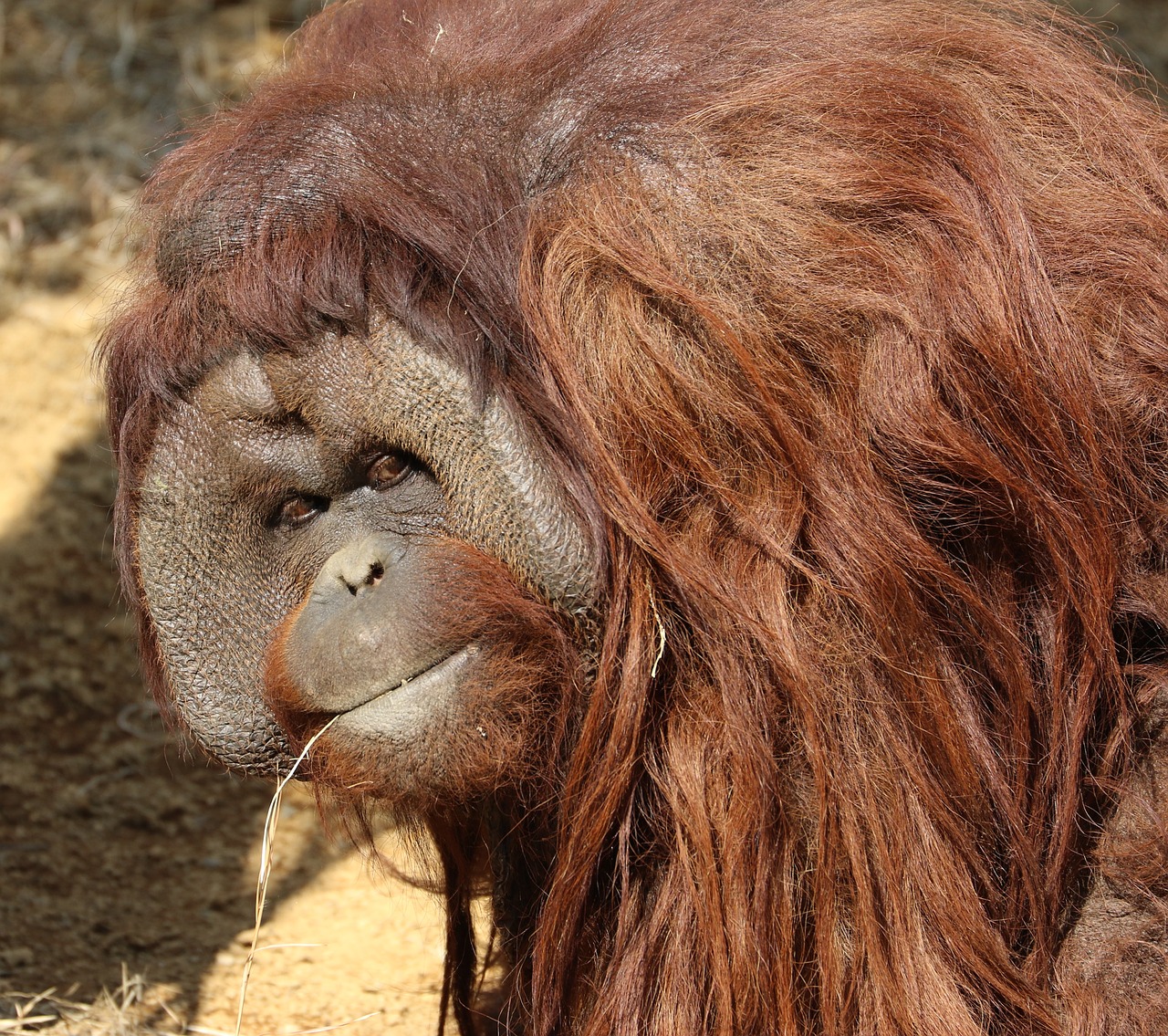 Orangutangų,  Gyvūnas,  Bosas,  Ilgi Plaukai, Nemokamos Nuotraukos,  Nemokama Licenzija