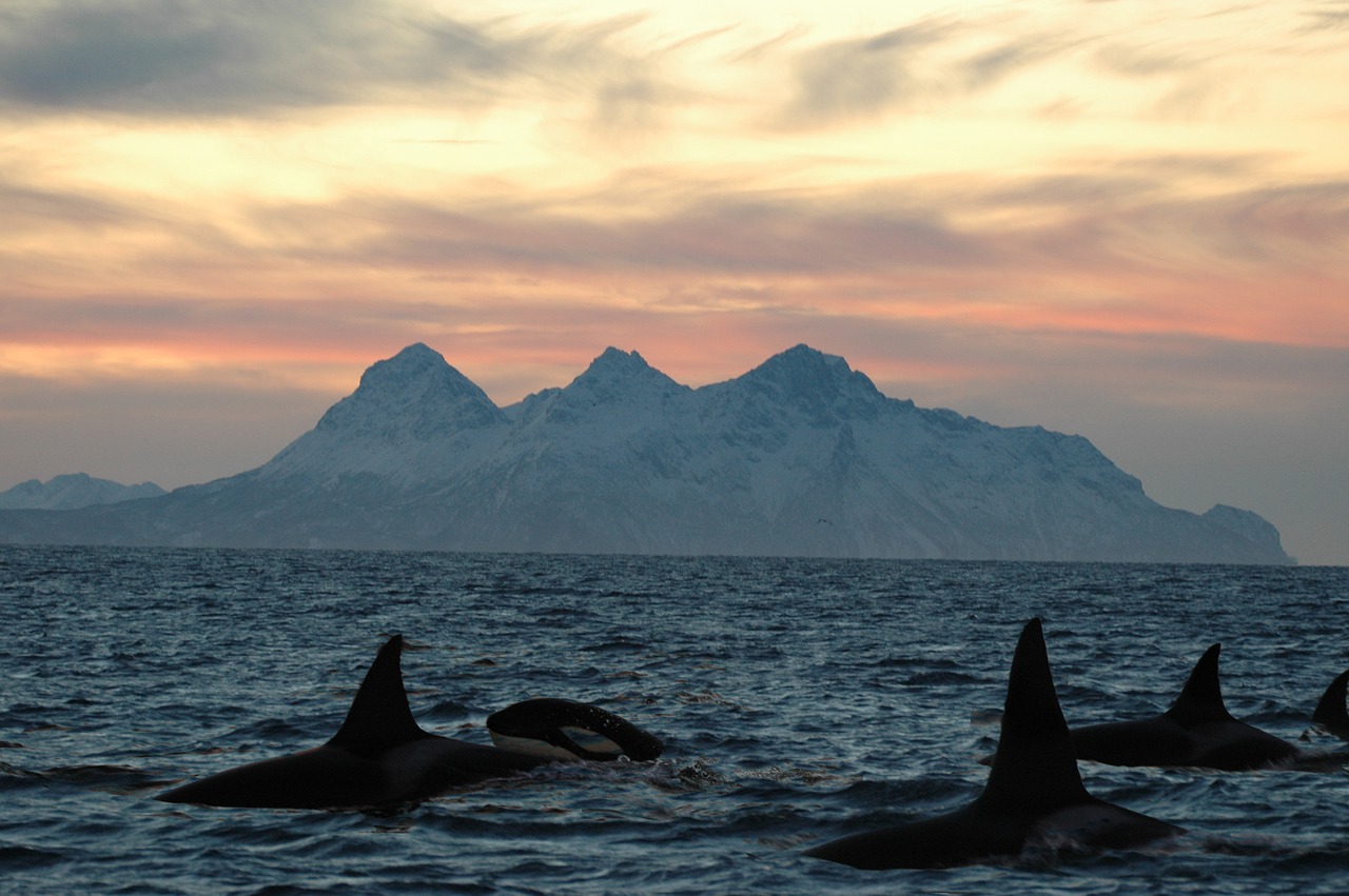 Orca, Lofoten Salos, Dusk, Jūros Dugnas, Nemokamos Nuotraukos,  Nemokama Licenzija