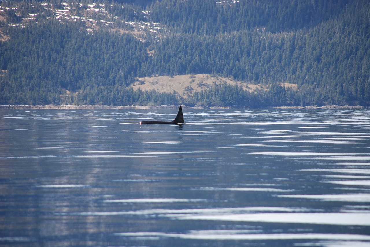 Orca, Alaska, Banginis, Nemokamos Nuotraukos,  Nemokama Licenzija