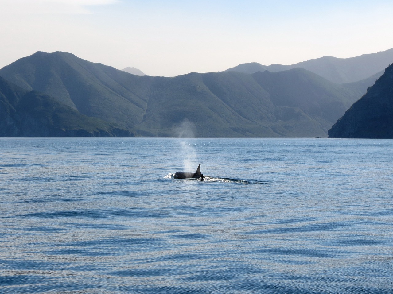 Orcas, Žuvis, Vandenynas, Povandeninis Pasaulis, Jūra, Vanduo, Gauja, Plėšrūnas, Pavojus, Purkšti