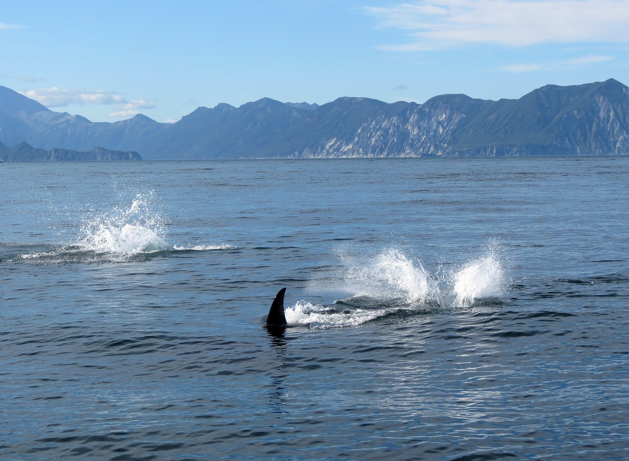 Orcas, Žuvis, Vandenynas, Povandeninis Pasaulis, Jūra, Vanduo, Gauja, Plėšrūnas, Pavojus, Purkšti