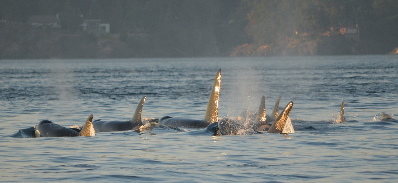 Orcas, Žudikai, Mirgėjimas, Viktorija, Kanada, Nemokamos Nuotraukos,  Nemokama Licenzija
