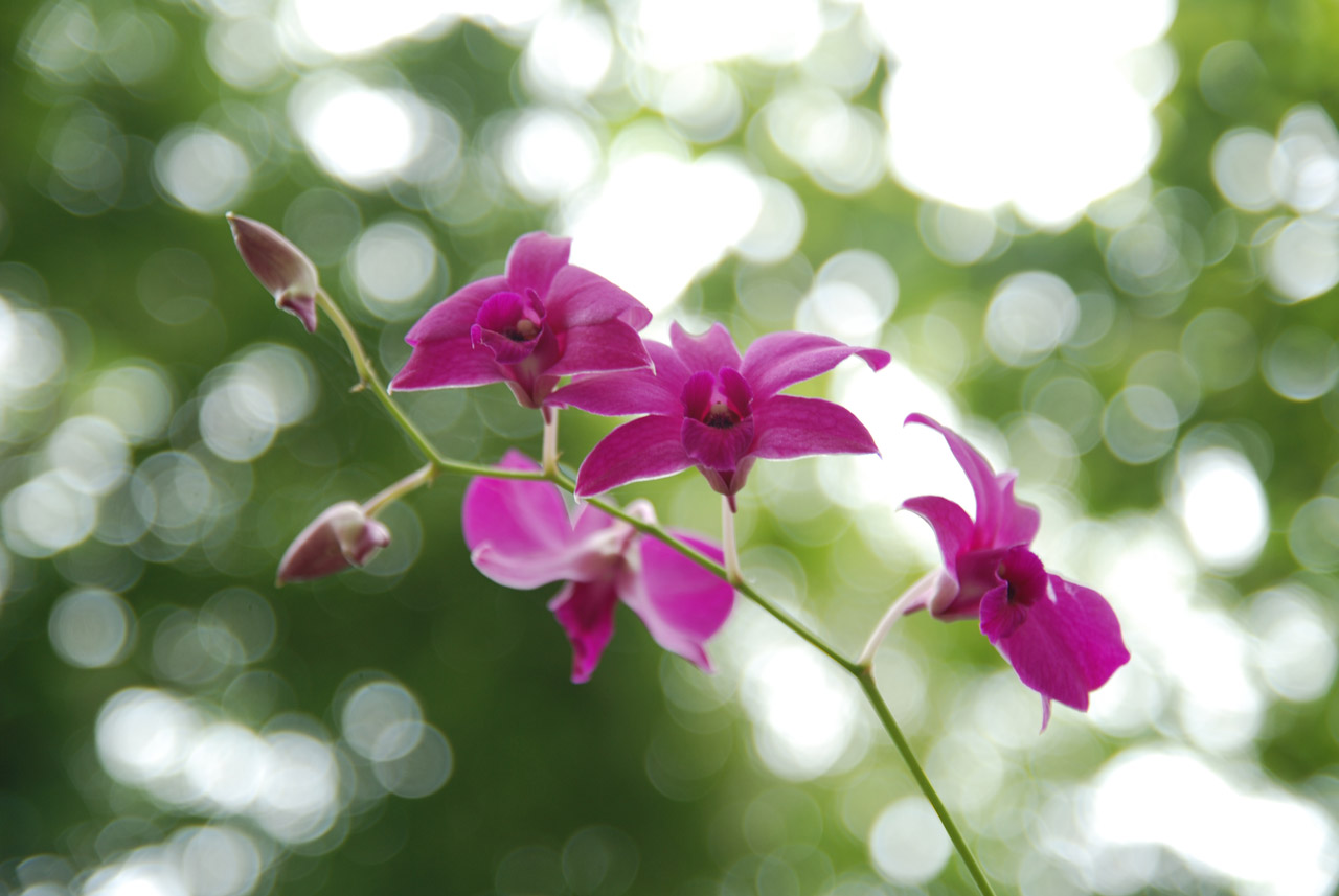 Orchidėja,  Violetinė,  Gėlė,  Orchidėja, Nemokamos Nuotraukos,  Nemokama Licenzija