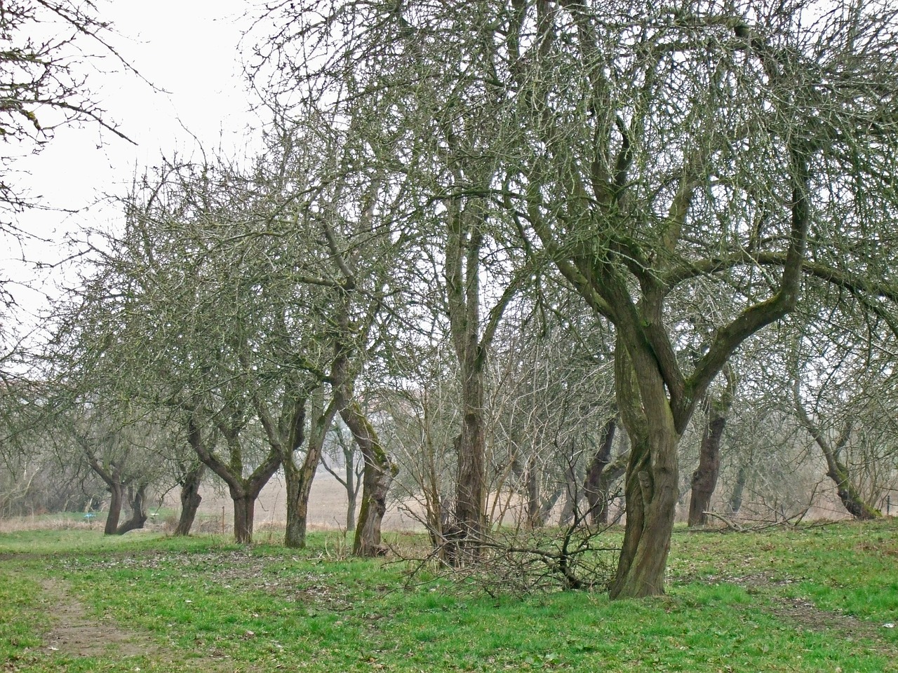 Vaisių Sodas, Lapkritis, Haunting, Obuolių Medis, Nemokamos Nuotraukos,  Nemokama Licenzija