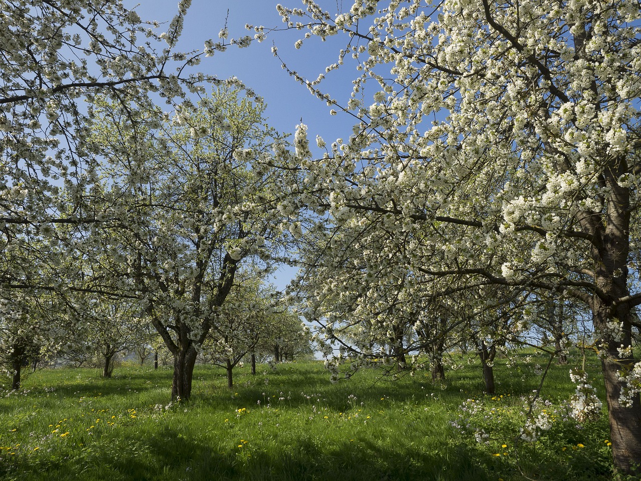 Sodai, Sodas, Gamta, Pavasaris, Vyšnia, Gėlė, Nemokamos Nuotraukos,  Nemokama Licenzija