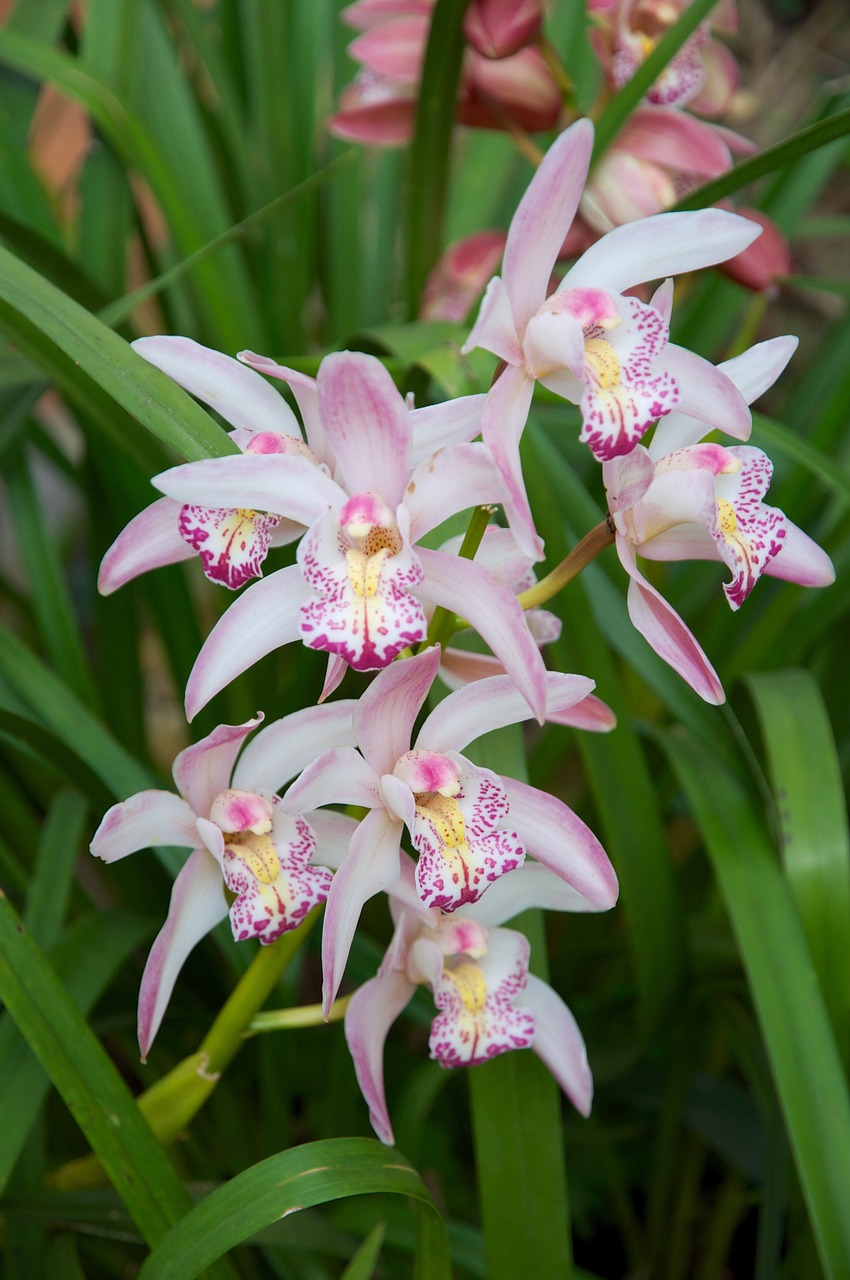 Orchidėja, Tailandas, Gėlės, Atogrąžų, Augalas, Nemokamos Nuotraukos,  Nemokama Licenzija