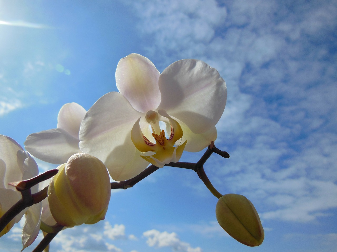 Orchidėja, Falaenopsis Žydėti, Vasara, Mėlynas Dangus, Balti Debesys, Balta, Augalas, Iš Arti, Tapetai, Gėlė