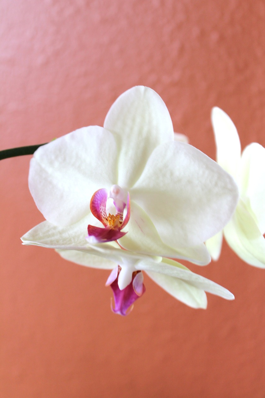 Orchidėja, Balta, Gėlė, Atogrąžų, Žiedlapis, Žydėti, Flora, Žiedas, Botanikos, Natūralus