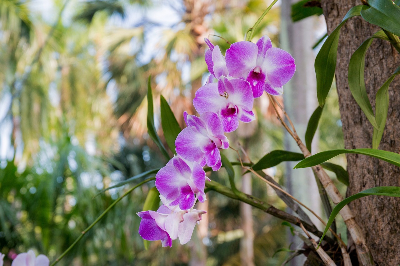 Orchidėja, Wai, Orchidėjų Rotango, Nemokamos Nuotraukos,  Nemokama Licenzija