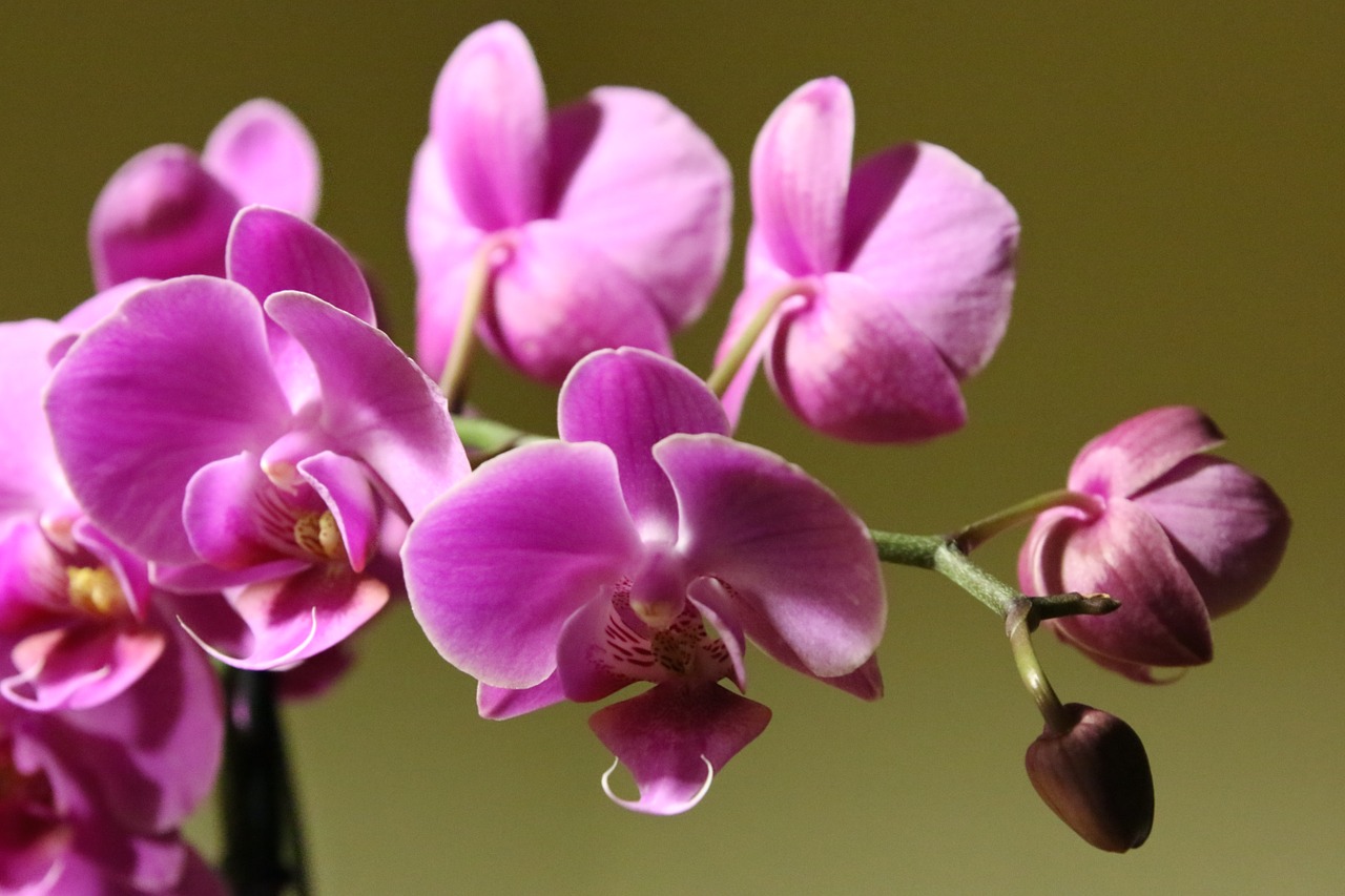 Orchidėja, Gėlė, Augalas, Rožinis, Nemokamos Nuotraukos,  Nemokama Licenzija