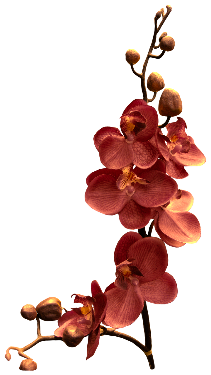 Orchidėja, Filialas, Gėlė, Nemokamos Nuotraukos,  Nemokama Licenzija