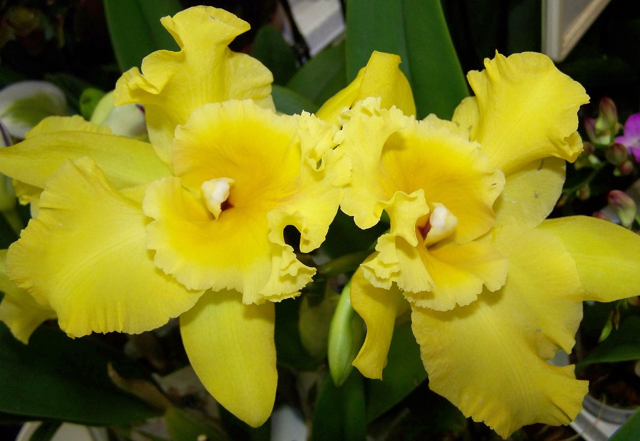 Orchidėja, Geltona Gėlė, Kambario Augalas, Nemokamos Nuotraukos,  Nemokama Licenzija