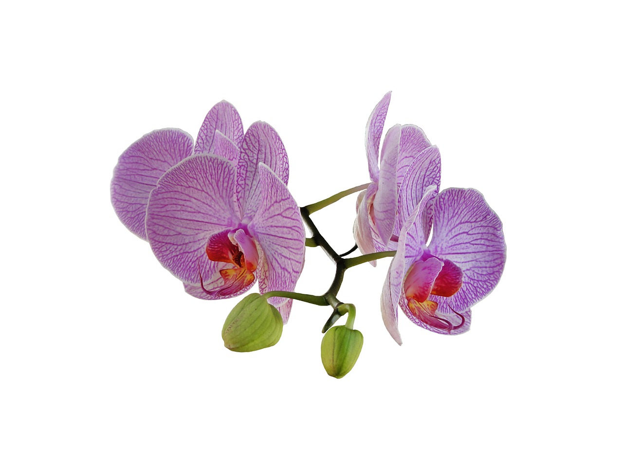 Orchidėja, Puokštė, Gėlė, Nemokamos Nuotraukos,  Nemokama Licenzija