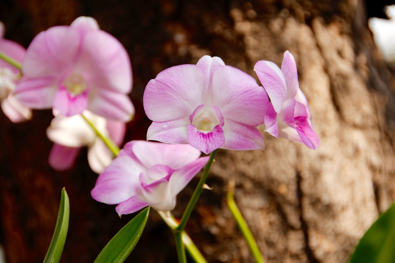 Orchidėja, Gėlė, Laukiniai, Žiedas, Žydėti, Balta Violetinė, Augalas, Uždaryti, Tailandas, Nemokamos Nuotraukos