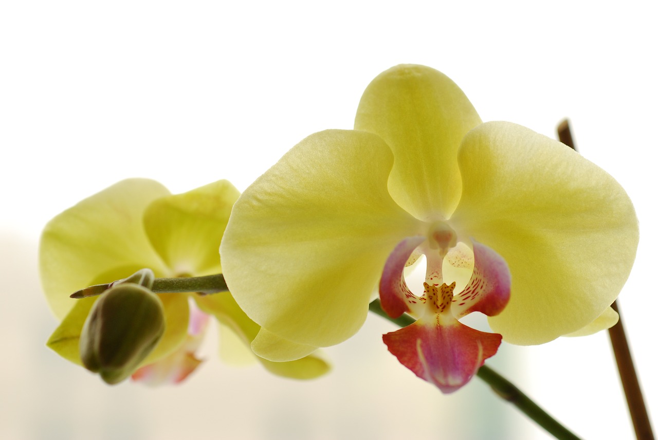 Orchidėja, Gėlės, Makro, Citrina, Graži Gėlė, Augalai, Nemokamos Nuotraukos,  Nemokama Licenzija
