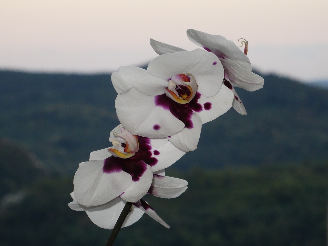 Orchidėja, Gėlės, Pavasaris, Nemokamos Nuotraukos,  Nemokama Licenzija
