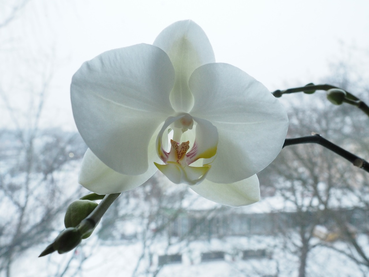 Orchidėja, Gėlė, Žiedas, Žydėti, Žiema, Balta, Nemokamos Nuotraukos,  Nemokama Licenzija