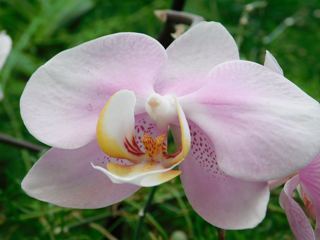 Orchidėja, Gėlė, Flora, Žiedlapiai, Rožinė Gėlė, Žiedlapis, Nemokamos Nuotraukos,  Nemokama Licenzija