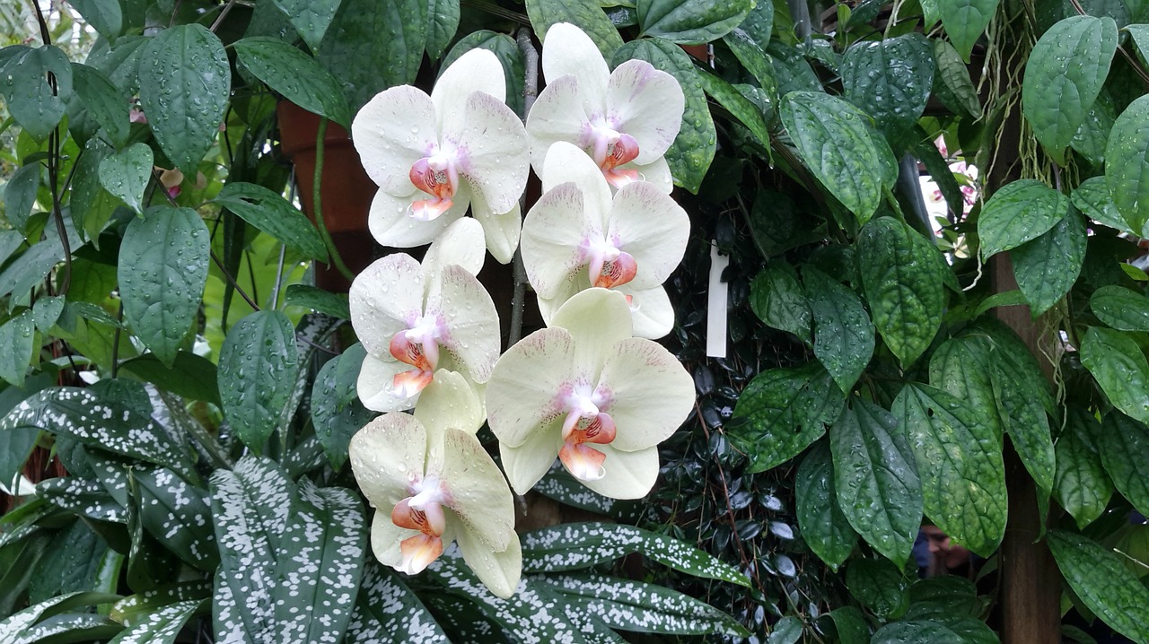 Orchidėja, Kalifornija, Phalaenopsis, Nemokamos Nuotraukos,  Nemokama Licenzija
