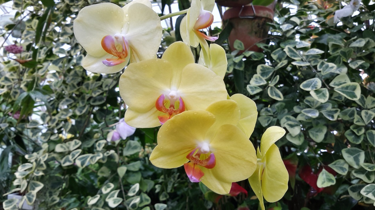 Orchidėja, Geltona, Botanika, Kalifornija, Phalaenopsis, Nemokamos Nuotraukos,  Nemokama Licenzija