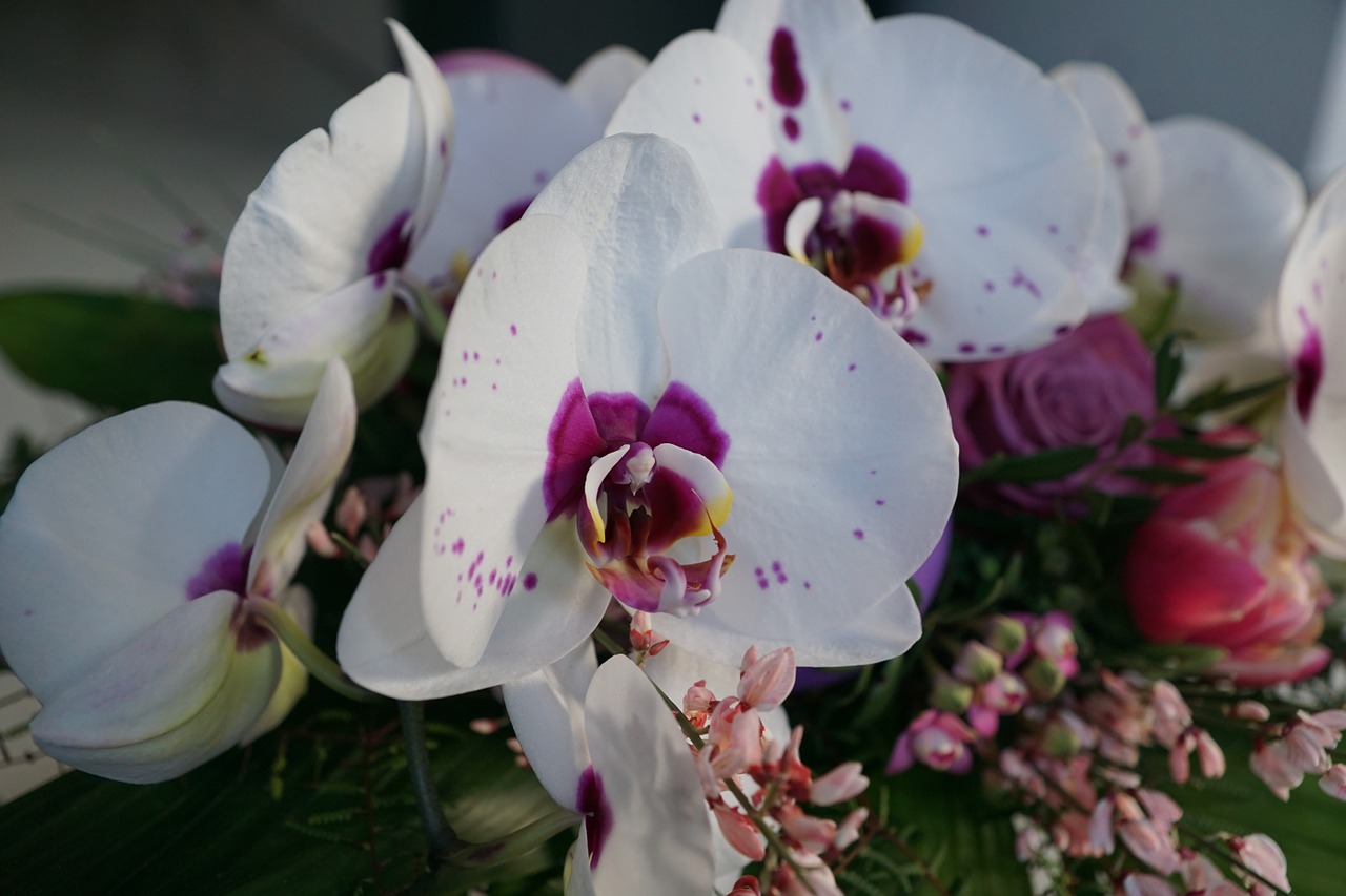 Orchidėja, Gėlės, Strausas, Tulpė, Balti Žiedlapiai, Pavasaris, Kvepalai, Aromatas, Kvepalai, Veikliosios Medžiagos