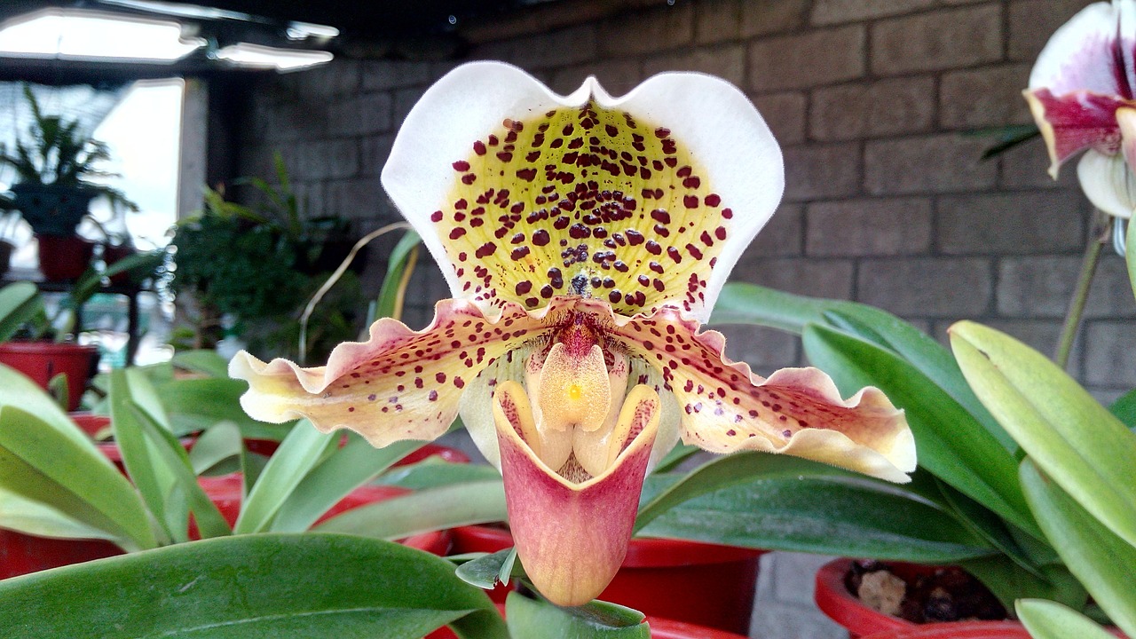 Orchidėja, Balta, Ecuador, Nemokamos Nuotraukos,  Nemokama Licenzija