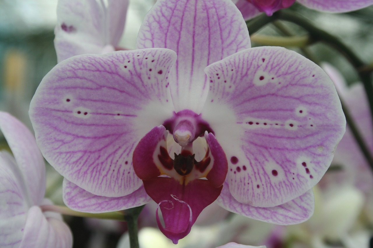 Orchidėja, Gėlė, Violetinė, Nemokamos Nuotraukos,  Nemokama Licenzija