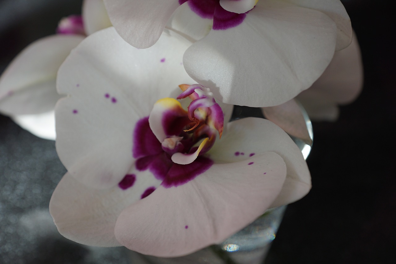 Orchidėja, Balta, Gėlė, Žiedas, Žydėti, Pavasaris, Kvepalai, Aromatas, Kvepalai, Veikliosios Medžiagos
