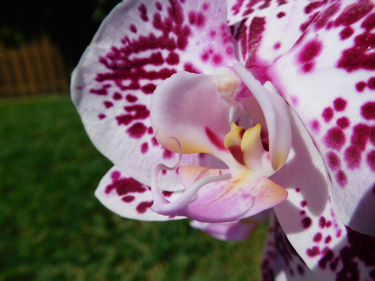 Orchidėja, Augalas, Gėlė, Atogrąžų, Gamta, Nemokamos Nuotraukos,  Nemokama Licenzija