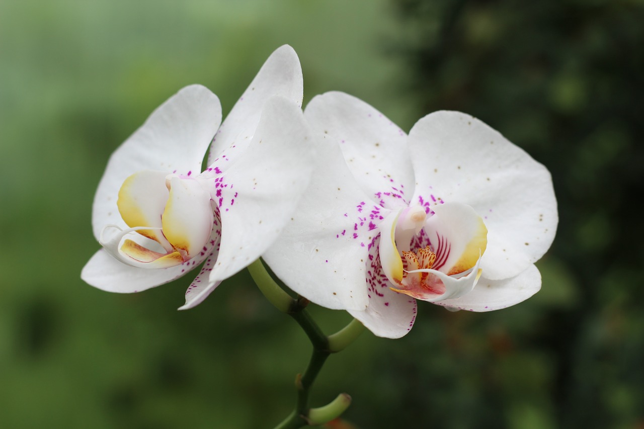 Orchidėja, Gėlė, Žiedas, Žydėti, Atogrąžų, Nemokamos Nuotraukos,  Nemokama Licenzija