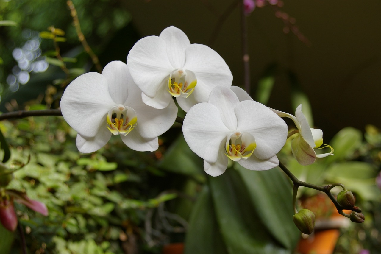 Orchidėja, Gėlė, Gamta, Žydėti, Nemokamos Nuotraukos,  Nemokama Licenzija