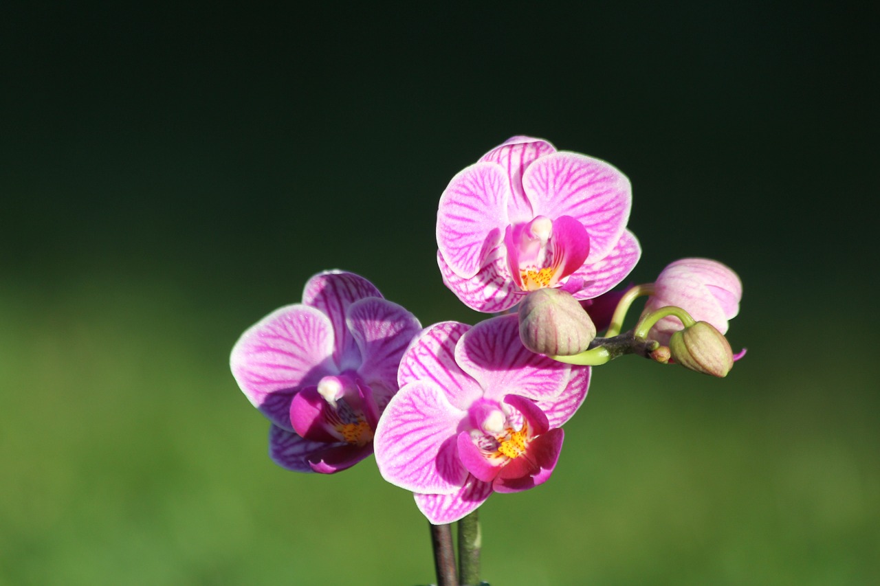 Orchidėja, Gėlė, Violetinė, Violetinė Orchidėja, Gamta, Orchidaceae, Rožinis, Žiedas, Žydėti, Orchidėjos