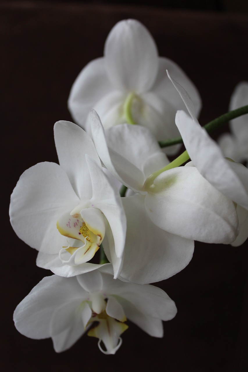 Orchidėja, Gėlė, Balta, Gėlės, Augalas, Nemokamos Nuotraukos,  Nemokama Licenzija