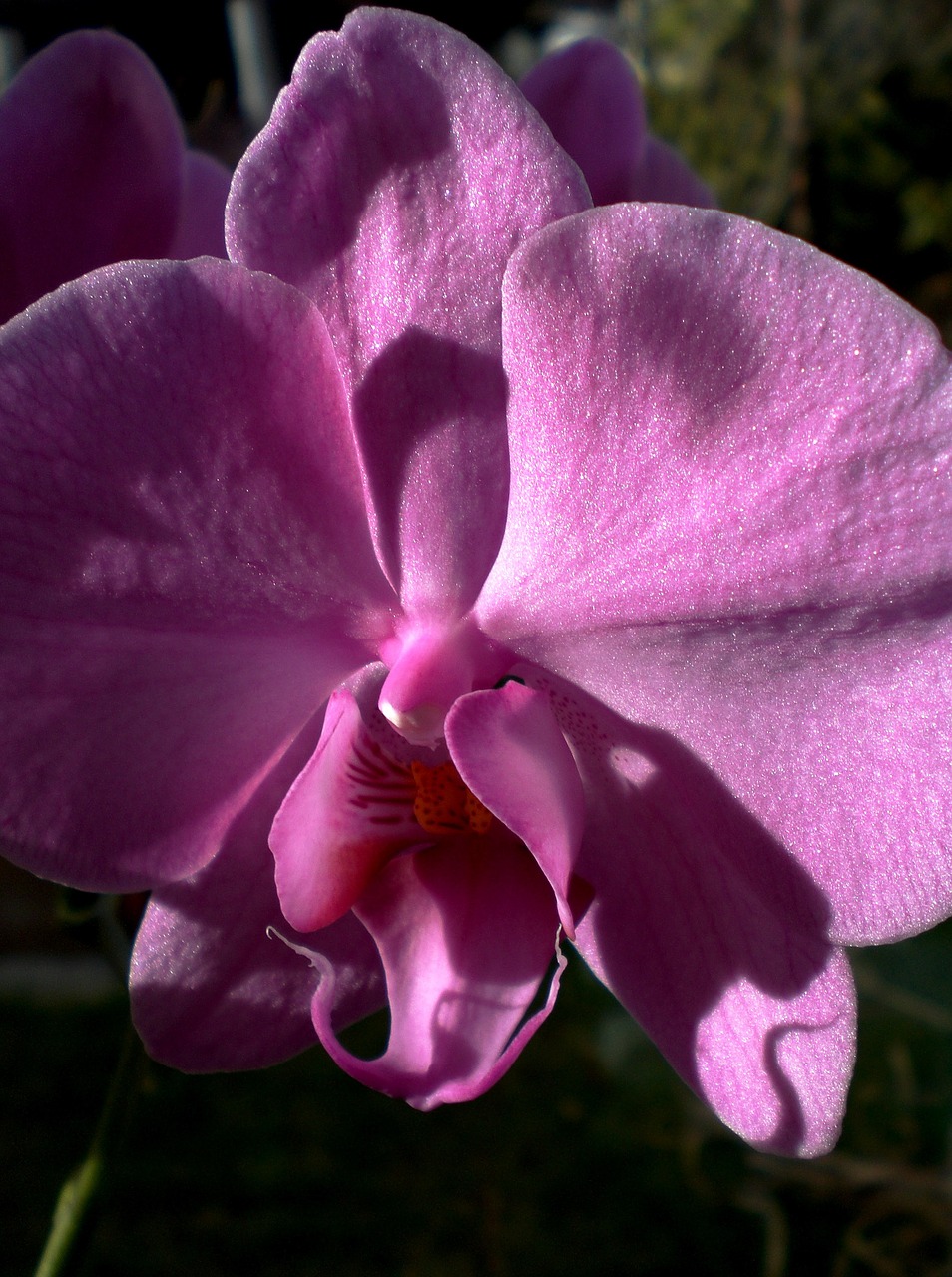 Orchidėja, Rožinis, Phalaenopsis, Gėlė, Žiedas, Žydėti, Atogrąžų, Uždaryti, Drugelis Orchidėja, Rožinė Gėlė