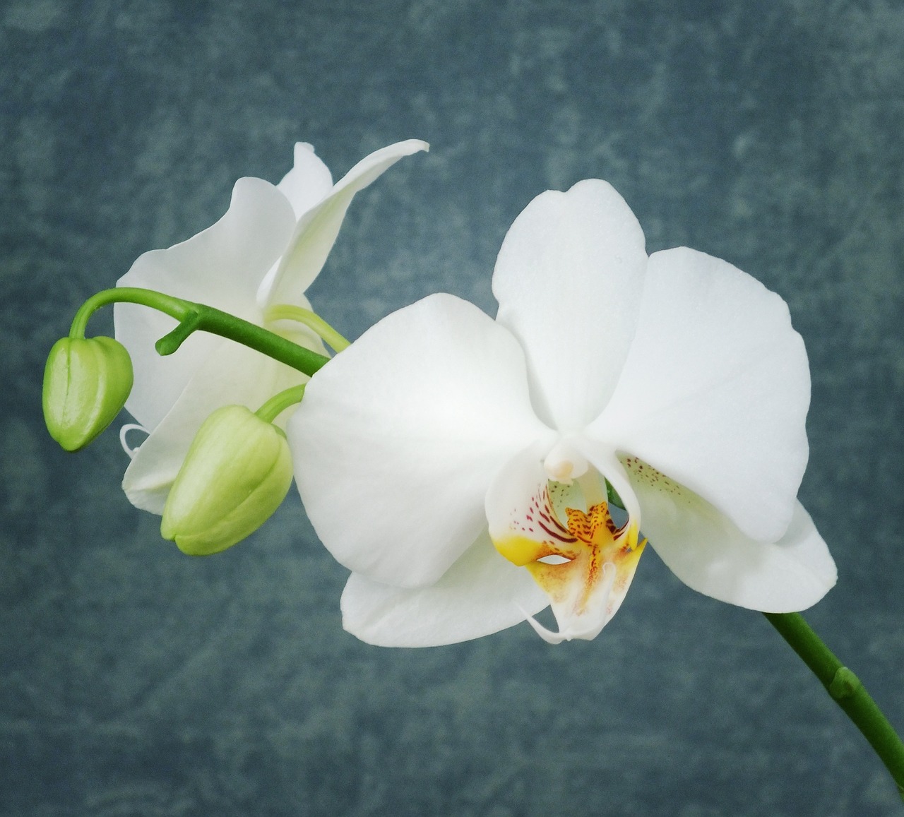 Orchidėja, Balta Orchidėja, Gėlė, Balta, Gamta, Žiedlapis, Augalas, Botanika, Žydėti, Šviesus