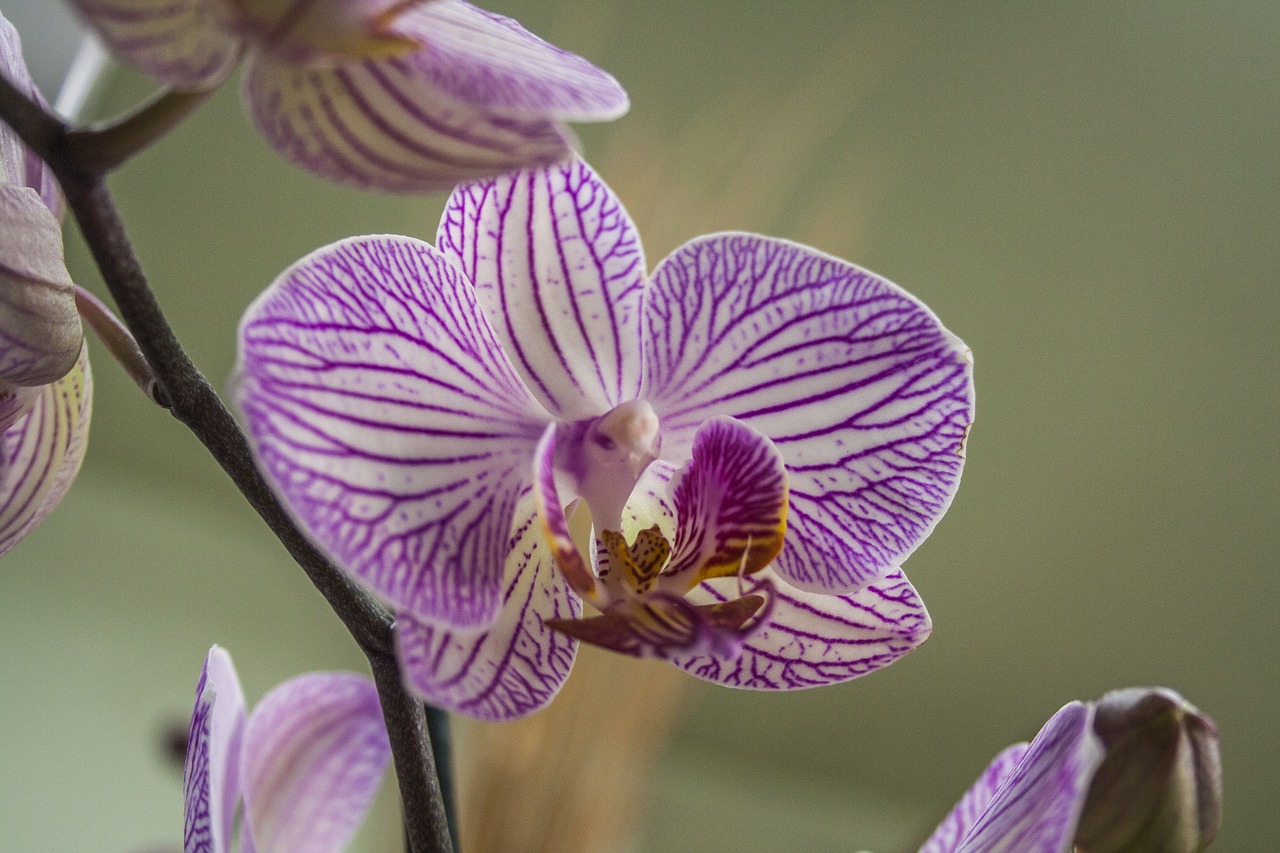 Orchidėja, Gėlė, Augalas, Gėlių Merginos Suknelė, Nemokamos Nuotraukos,  Nemokama Licenzija