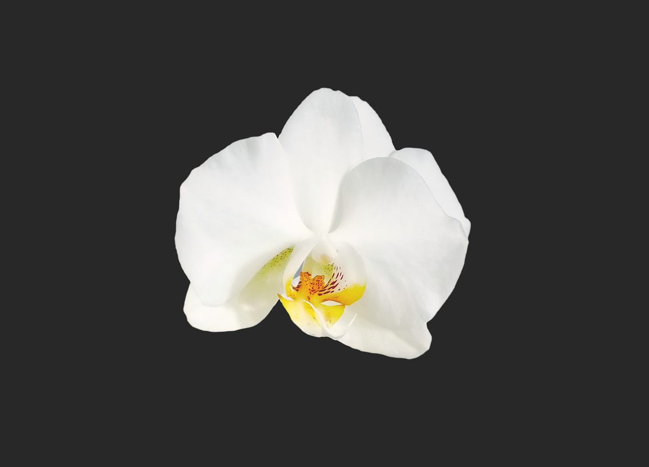 Orchidėja, Gėlė, Žiedas, Žydėti, Augalas, Flora, Žiedlapis, Natūralus, Elegancija, Balta Gėlė