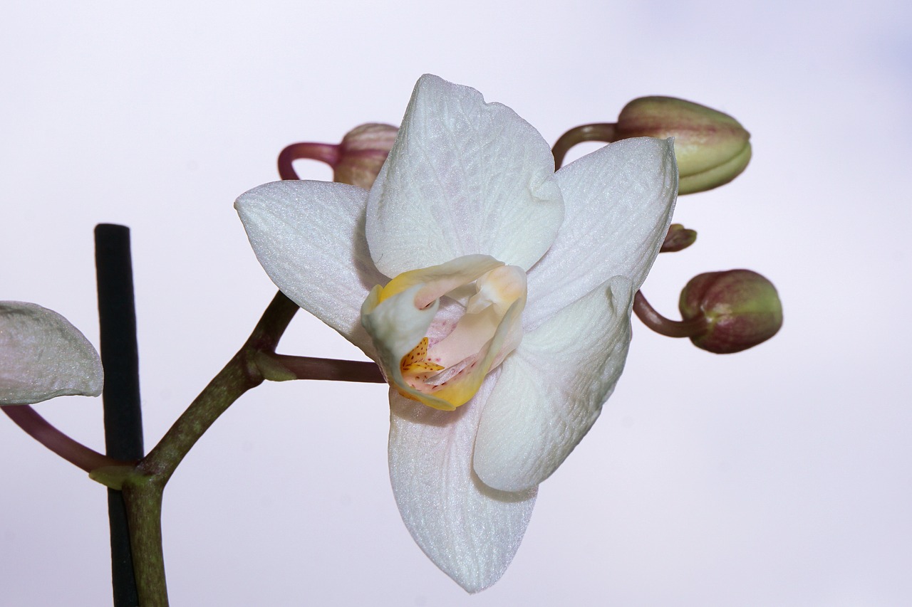 Orchidėja, Gėlė, Žiedas, Žydėti, Augalas, Flora, Gamta, Makro, Uždaryti, Nemokamos Nuotraukos