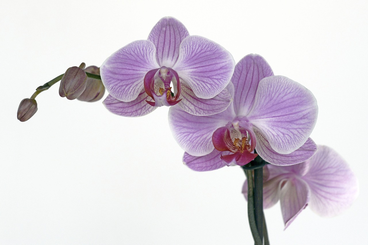 Orchidėja, Gėlė, Žiedas, Žydėti, Budas, Atogrąžų, Violetinė, Žiedlapis, Makro, Uždaryti