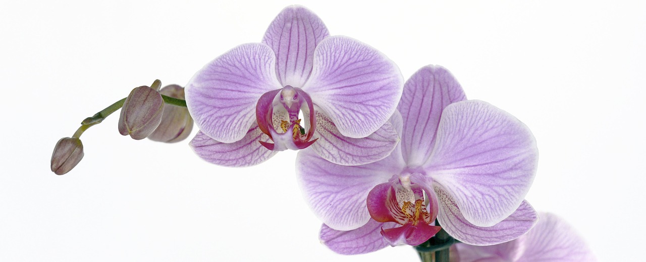 Orchidėja, Gėlė, Žiedas, Žydėti, Budas, Atogrąžų, Violetinė, Žiedlapis, Makro, Uždaryti