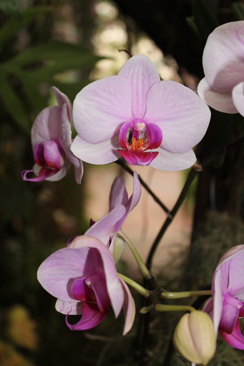 Orchidėja, Gėlė, Žiedas, Žydi, Rožinės Gėlės, Gamta, Nemokamos Nuotraukos,  Nemokama Licenzija