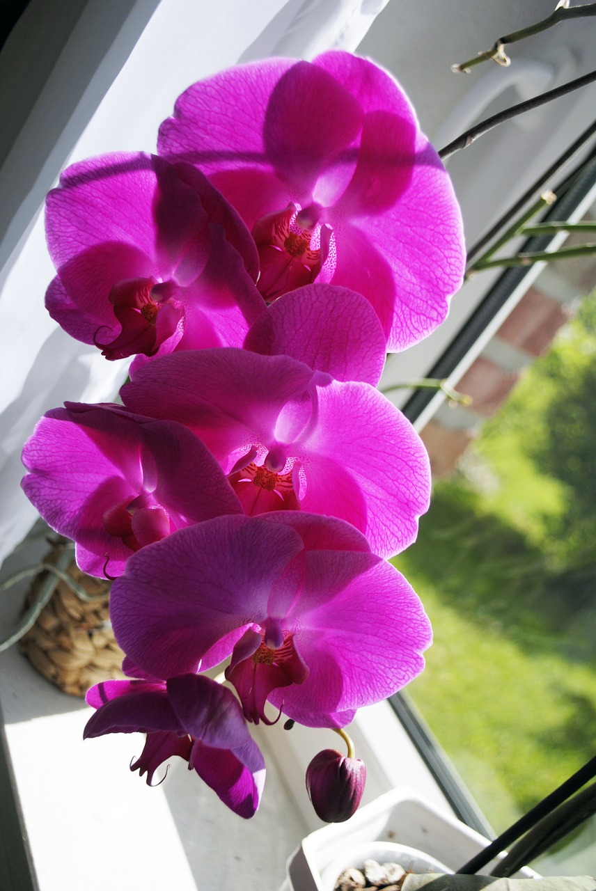 Orchidėja, Gėlė, Žiedas, Žydėti, Nemokamos Nuotraukos,  Nemokama Licenzija